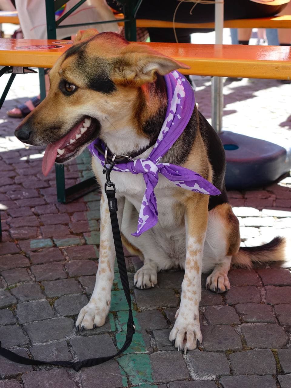 Ein Hund sitzt im Schatten neben Festbänken und hächelt, er hat ein violettes Halstuch umgebunden
